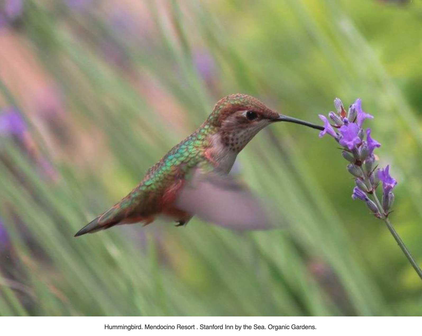 hummingbird